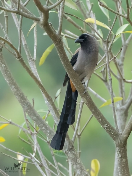 Grey Treepie