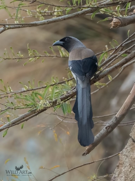 Grey Treepie