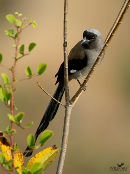 Grey Treepie