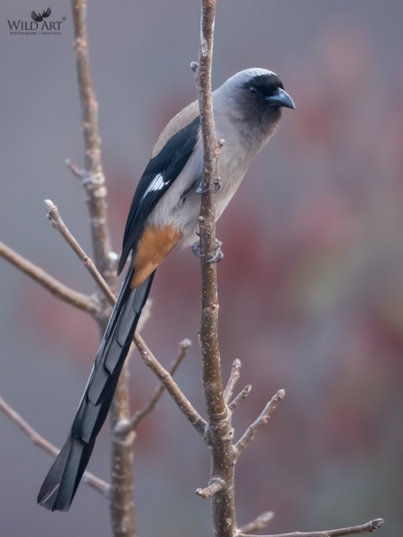 Grey Treepie