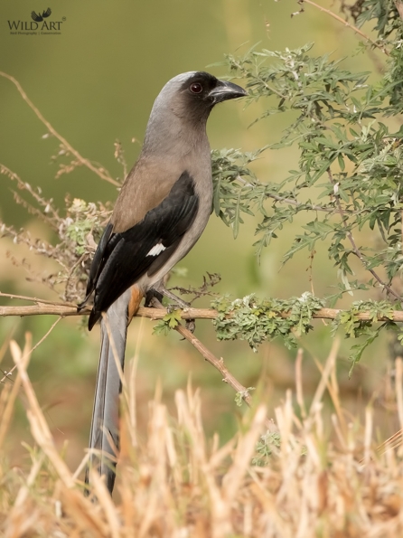 Grey Treepie
