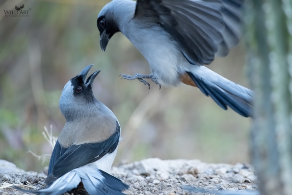 Grey Treepie