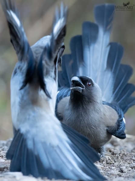 Grey Treepie