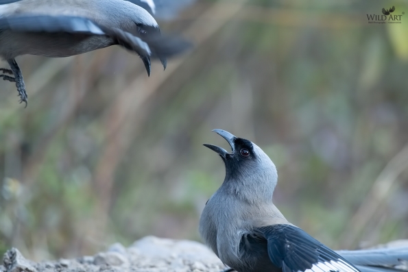 Grey Treepie