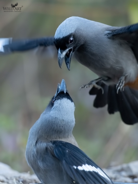 Grey Treepie