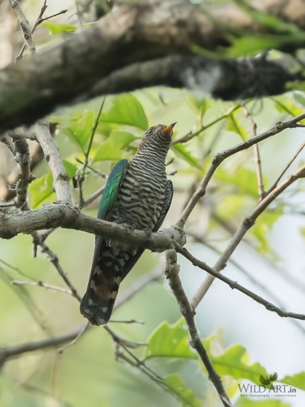 Asian Emerald Cuckoo
