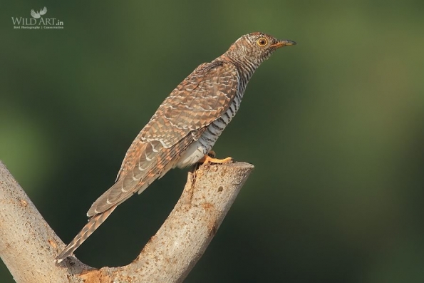 Common Cuckoo
