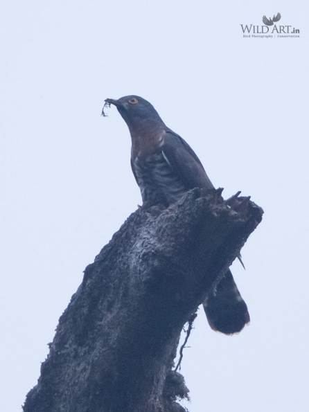Large Hawk-Cuckoo
