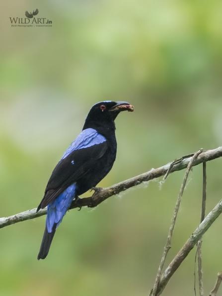 Fairy-bluebirds (Irenidae)