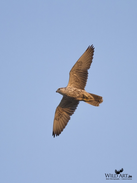 Falcons (Falconidae)