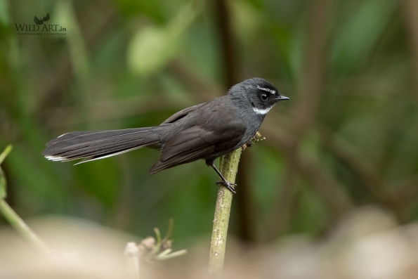 White-throated Fantail