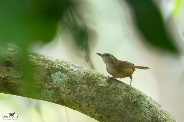 Abbott's Babbler
