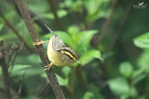 Yellow-throated Fulvetta