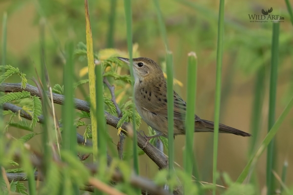 Common Grasshopper Warbler
