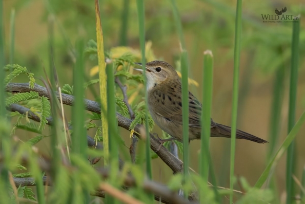 grasshopper_warbler_1dx_3527_bkp