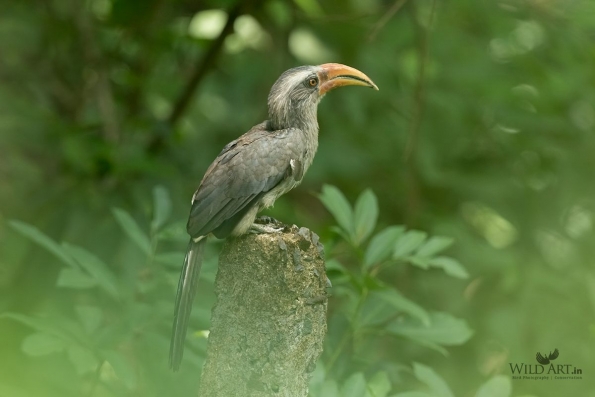 Malabar Grey Hornbill