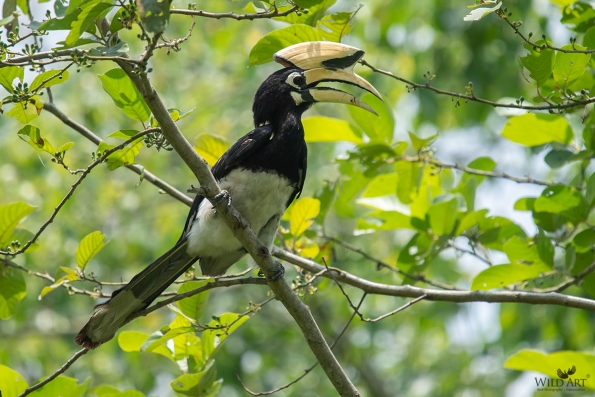 Oriental Pied Hornbill