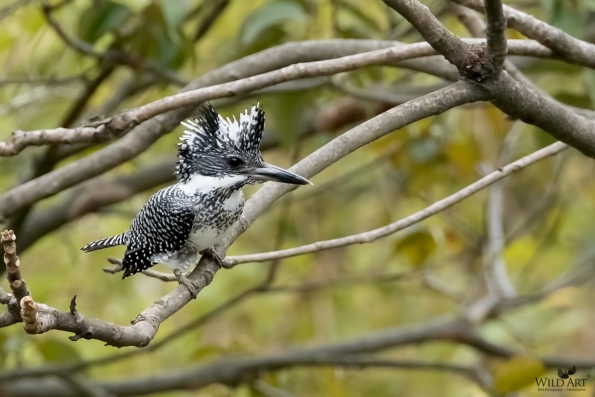 Crested Kingfisher