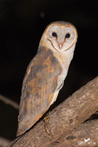 Owls (Tytonidae,Strigidae)