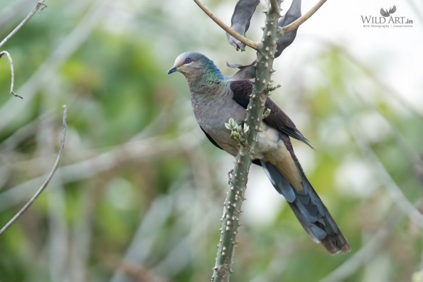 Cuckoo-Doves