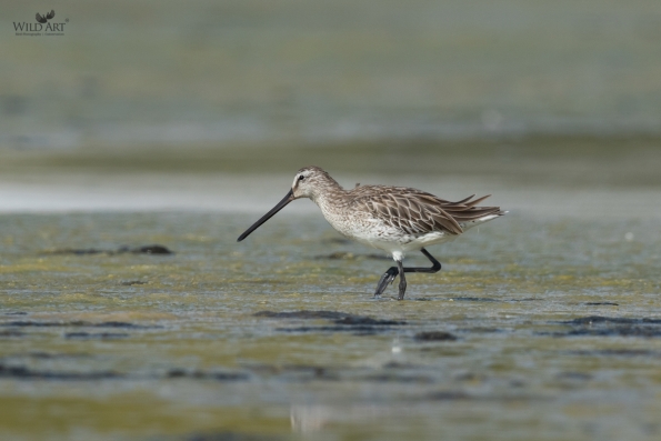 Asian Dowitcher