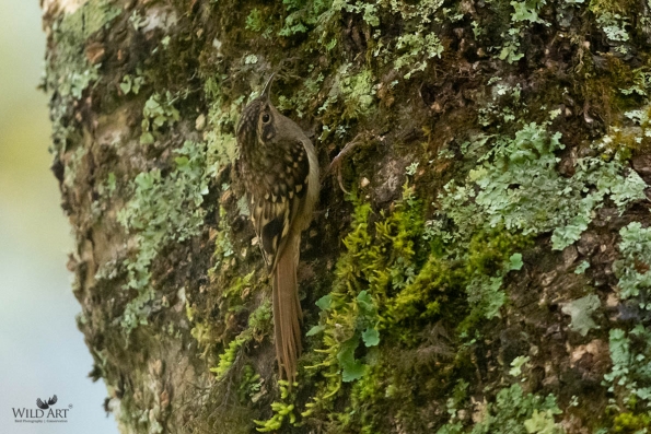 Sikkim Treecreeper
